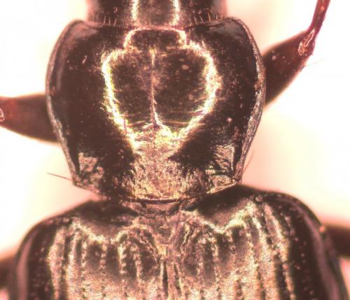 Bembidion sp.